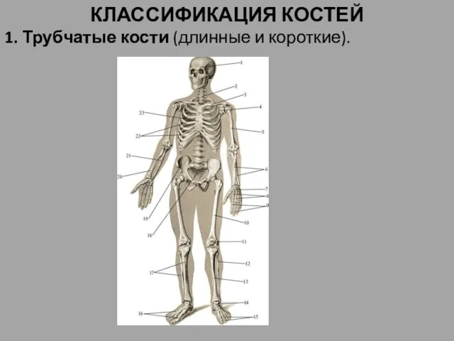 КЛАССИФИКАЦИЯ КОСТЕЙ 1. Трубчатые кости (длинные и короткие).