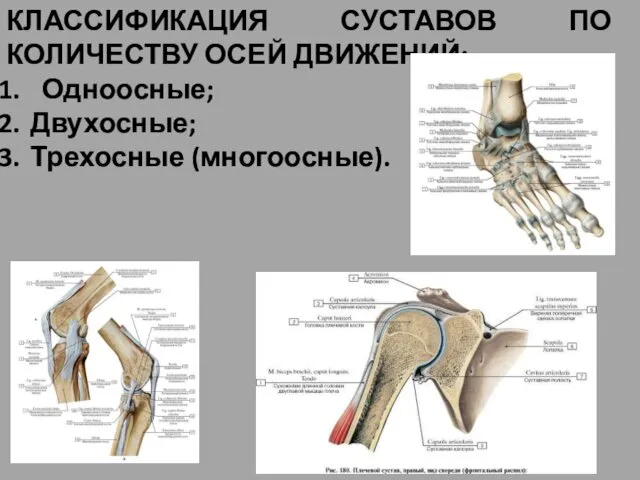 КЛАССИФИКАЦИЯ СУСТАВОВ ПО КОЛИЧЕСТВУ ОСЕЙ ДВИЖЕНИЙ: Одноосные; Двухосные; Трехосные (многоосные).