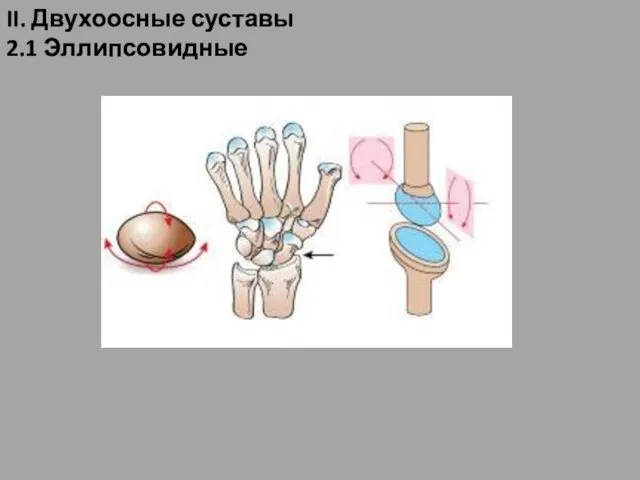 II. Двухоосные суставы 2.1 Эллипсовидные