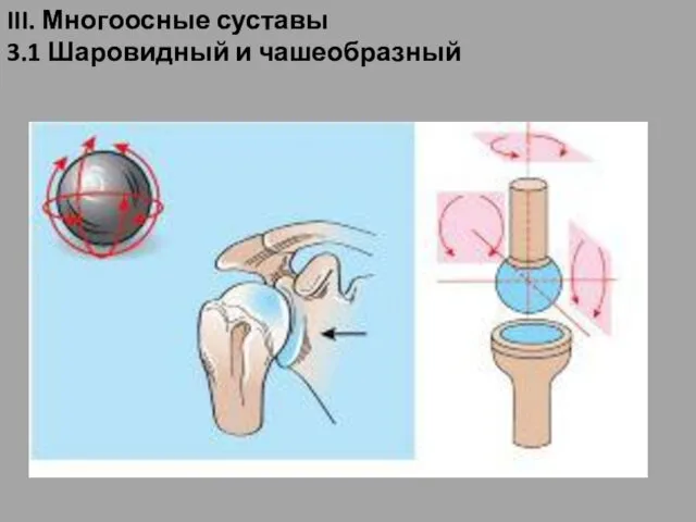 III. Многоосные суставы 3.1 Шаровидный и чашеобразный