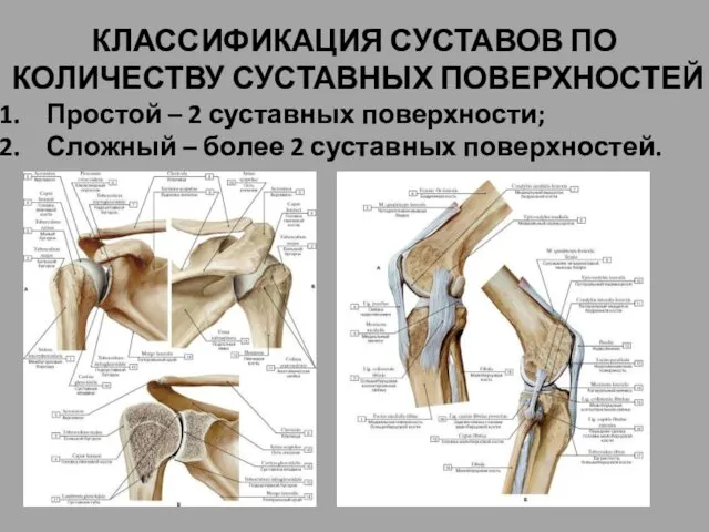 КЛАССИФИКАЦИЯ СУСТАВОВ ПО КОЛИЧЕСТВУ СУСТАВНЫХ ПОВЕРХНОСТЕЙ Простой – 2 суставных поверхности;