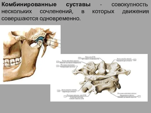 Комбинированные суставы - совокупность нескольких сочленений, в которых движения совершаются одновременно.