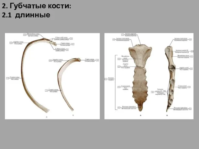 2. Губчатые кости: 2.1 длинные