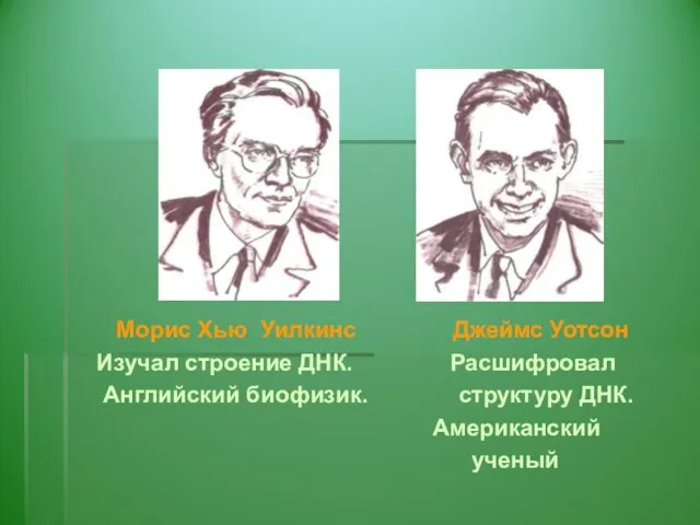 Морис Хью Уилкинс Джеймс Уотсон Изучал строение ДНК. Расшифровал Английский биофизик. структуру ДНК. Американский ученый