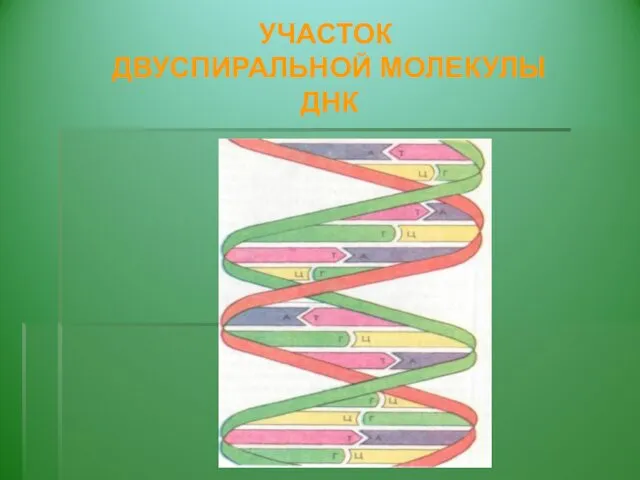 УЧАСТОК ДВУСПИРАЛЬНОЙ МОЛЕКУЛЫ ДНК