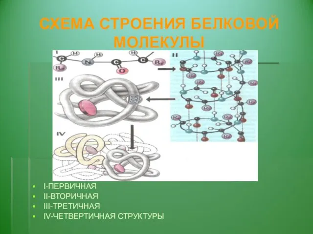 СХЕМА СТРОЕНИЯ БЕЛКОВОЙ МОЛЕКУЛЫ I-ПЕРВИЧНАЯ II-ВТОРИЧНАЯ III-ТРЕТИЧНАЯ IV-ЧЕТВЕРТИЧНАЯ СТРУКТУРЫ