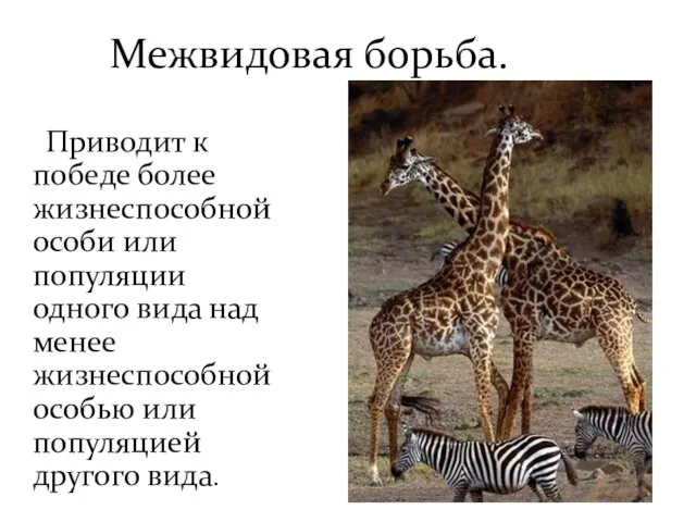 Межвидовая борьба. Приводит к победе более жизнеспособной особи или популяции одного