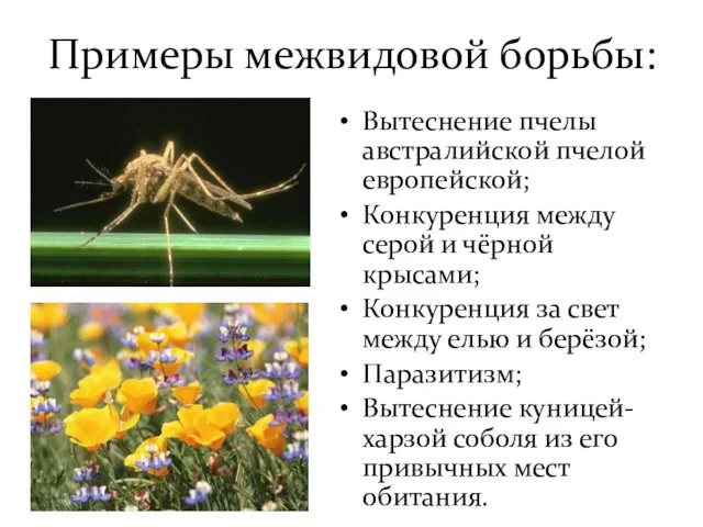 Примеры межвидовой борьбы: Вытеснение пчелы австралийской пчелой европейской; Конкуренция между серой