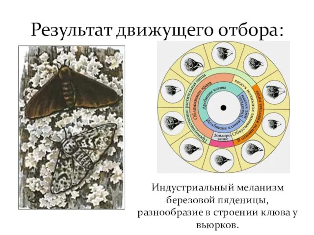 Результат движущего отбора: Индустриальный меланизм березовой пяденицы, разнообразие в строении клюва у вьюрков.