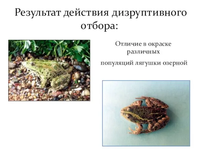 Результат действия дизруптивного отбора: Отличие в окраске различных популяций лягушки озерной