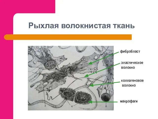 Рыхлая волокнистая ткань фибробласт макрофаги эластическое волокно коллагеновое волокно