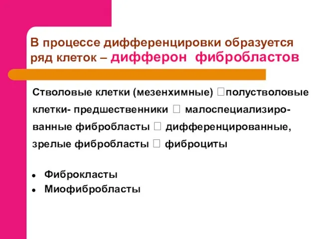 В процессе дифференцировки образуется ряд клеток – дифферон фибробластов Стволовые клетки