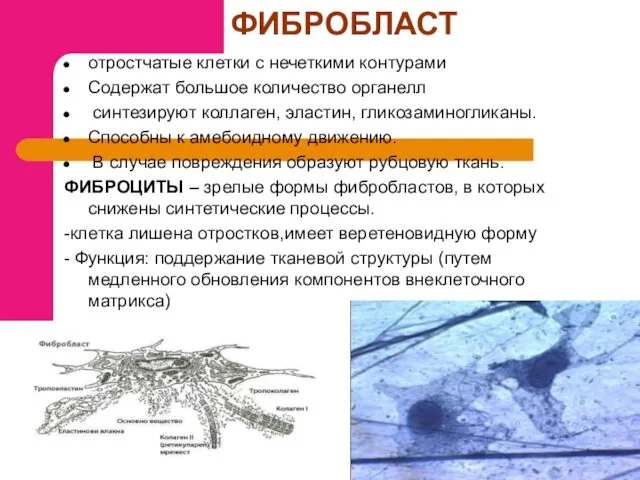 ФИБРОБЛАСТ отростчатые клетки с нечеткими контурами Содержат большое количество органелл синтезируют