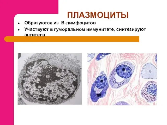 ПЛАЗМОЦИТЫ Образуются из В-лимфоцитов Участвуют в гуморальном иммунитете, синтезируют антитела