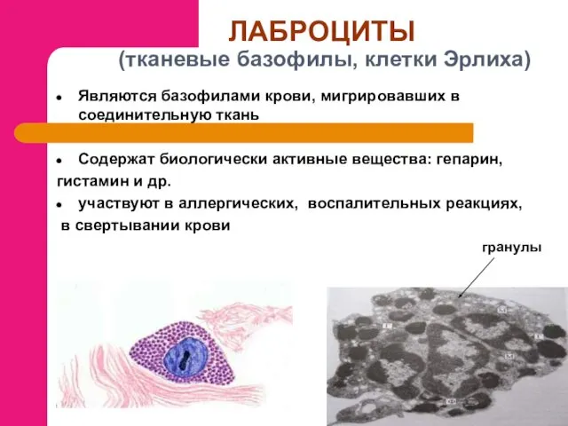 ЛАБРОЦИТЫ (тканевые базофилы, клетки Эрлиха) Являются базофилами крови, мигрировавших в соединительную