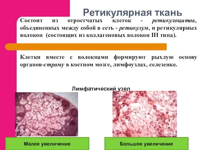 Ретикулярная ткань Малое увеличение Большое увеличение Лимфатический узел Состоит из отростчатых