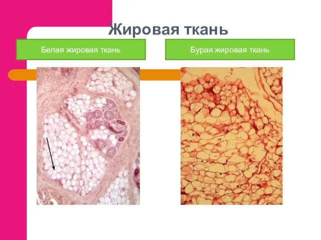 Жировая ткань Белая жировая ткань Бурая жировая ткань