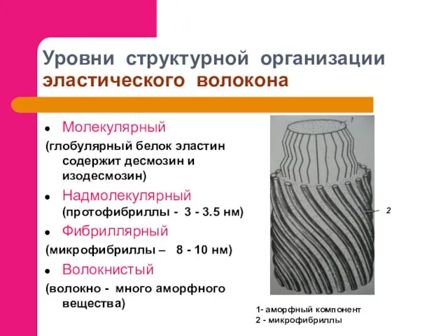 Уровни структурной организации эластического волокона Молекулярный (глобулярный белок эластин содержит десмозин