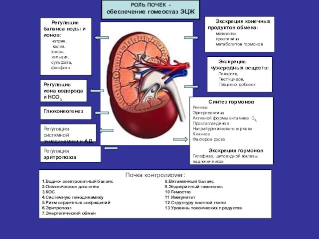 РОЛЬ ПОЧЕК - обеспечение гомеостаз ЭЦЖ Экскреция конечных продуктов обмена: мочевины