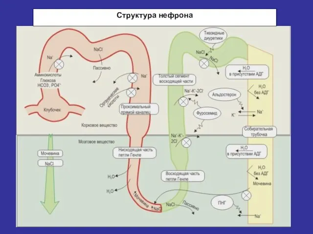 Структура нефрона