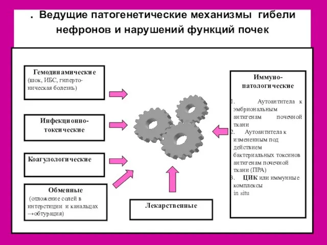 . Ведущие патогенетические механизмы гибели нефронов и нарушений функций почек Гемодинамические