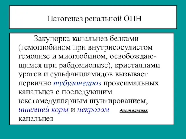 Патогенез ренальной ОПН Закупорка канальцев белками (гемоглобином при внутрисосудистом гемолизе и