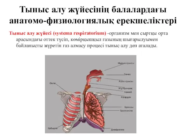 Тыныс алу жүйесінің балалардағы анатомо-физиологиялық ерекшеліктері Тыныс алу жүйесі (systema respiratorium)