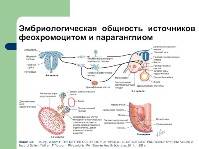 Эмбриологическая общность источников феохромоцитом и параганглиом Взято из: Young, William F.