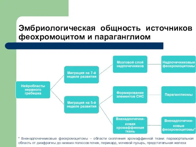 Эмбриологическая общность источников феохромоцитом и параганглиом * Вненадпочечниковые феохромоцитомы – области