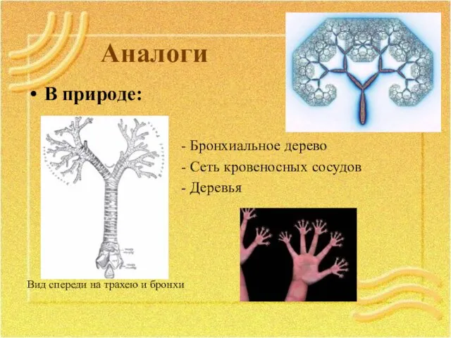 Аналоги В природе: - Бронхиальное дерево - Сеть кровеносных сосудов -