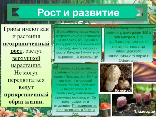 Рост и развитие грибов Грибы имеют как и растения неограниченный рост,