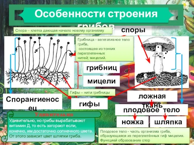 грибница мицелий гифы плодовое тело . . . . . .