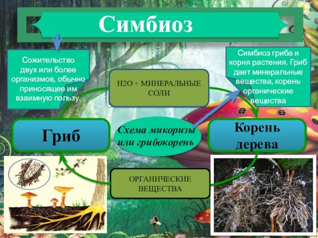 Корень дерева Схема микоризы или грибокорень Н2О + МИНЕРАЛЬНЫЕ СОЛИ Гриб