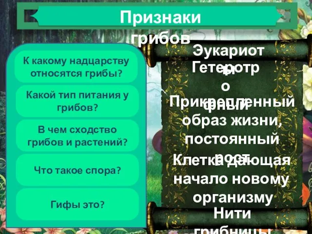 К какому надцарству относятся грибы? Какой тип питания у грибов? Что