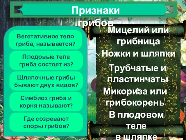 Вегетативное тело гриба, называется? Плодовые тела гриба состоят из? Шляпочные грибы