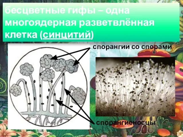 бесцветные гифы – одна многоядерная разветвлённая клетка (синцитий) спорангиеносцы спорангии со спорами