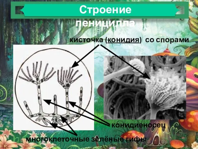 кисточка (конидия) со спорами конидиеносец многоклеточные зелёные гифы Строение пеницилла