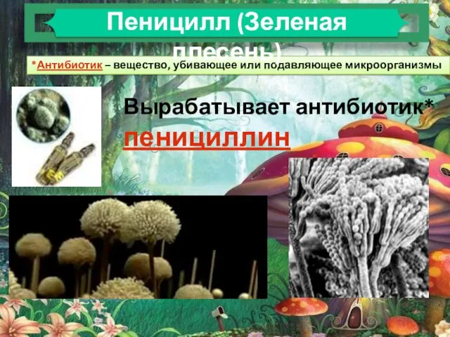 Вырабатывает антибиотик* пенициллин *Антибиотик – вещество, убивающее или подавляющее микроорганизмы Пеницилл (Зеленая плесень)