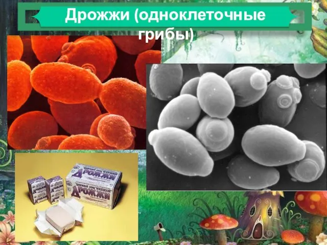 Дрожжи (одноклеточные грибы)