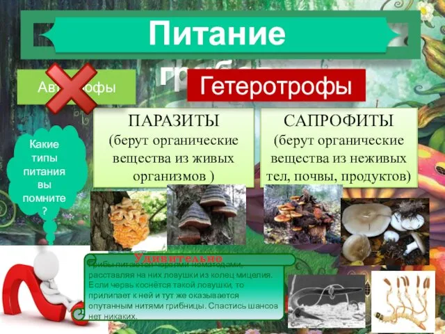 САПРОФИТЫ (берут органические вещества из неживых тел, почвы, продуктов) ПАРАЗИТЫ (берут