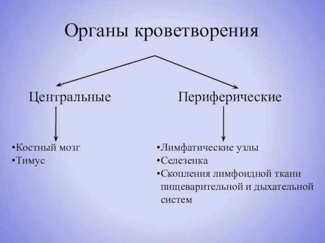 Органы кроветворения