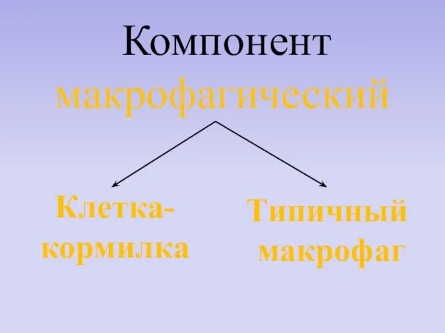 Компонент макрофагический Клетка-кормилка Типичный макрофаг