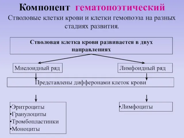 Компонент гематопоэтический Стволовые клетки крови и клетки гемопоэза на разных стадиях развития.