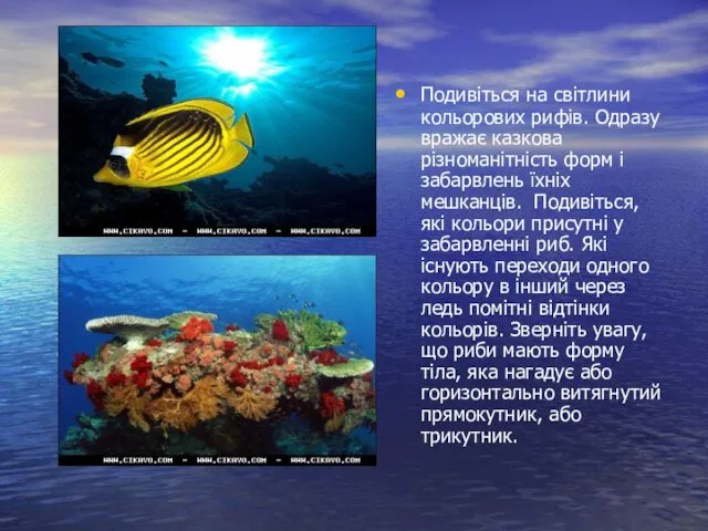 Подивіться на світлини кольорових рифів. Одразу вражає казкова різноманітність форм і