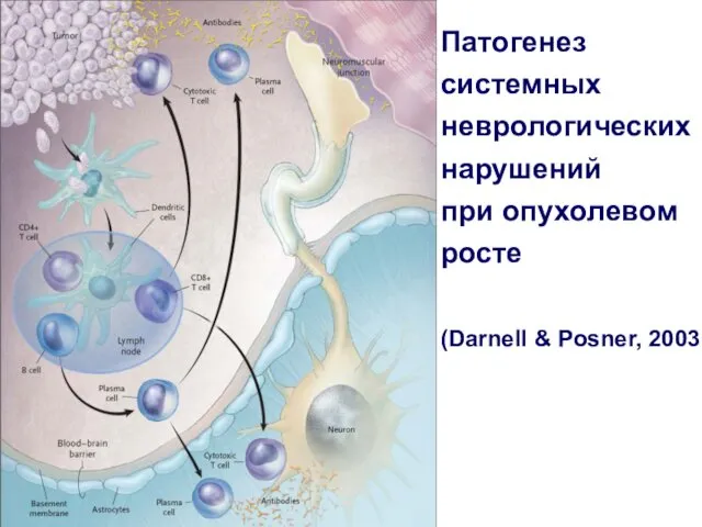 Патогенез системных неврологических нарушений при опухолевом росте (Darnell & Posner, 2003)