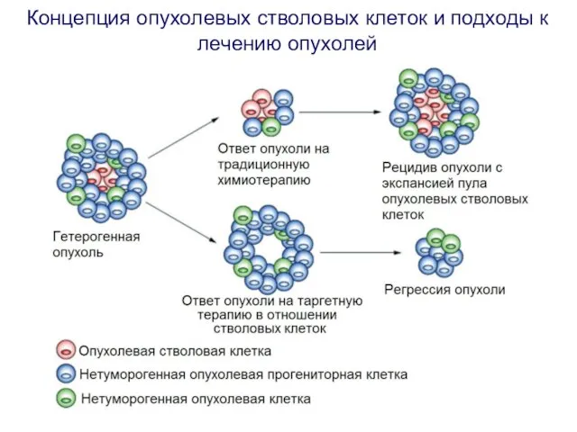 Концепция опухолевых стволовых клеток и подходы к лечению опухолей