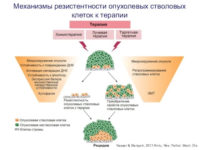 Механизмы резистентности опухолевых стволовых клеток к терапии Nassar & Blanpain, 2017 Annu. Rev. Pathol. Mech. Dis