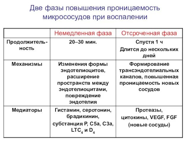 Две фазы повышения проницаемость микрососудов при воспалении