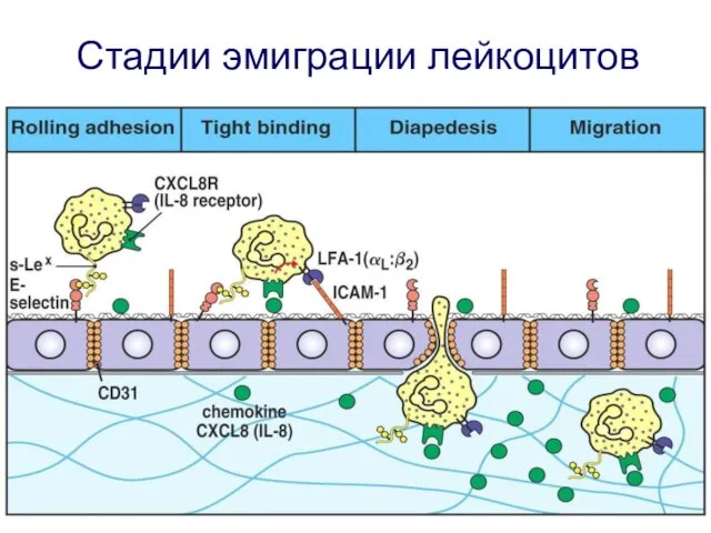 Стадии эмиграции лейкоцитов