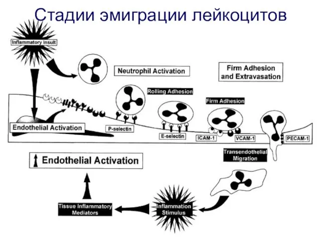 Стадии эмиграции лейкоцитов